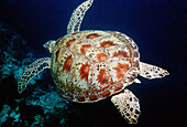 Green turtle (Chelonia midas) swimming, showing carapace. Sipadan, Malaysia.
