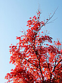 Autumn red leaves