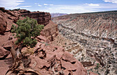 Juniper tree. Goosenecks overlook. Capitol Reef National Park. Utah. USA.