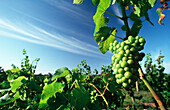 Chardonnay grapes on vine