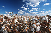 Pima cotton field