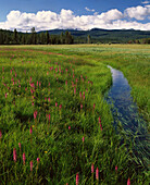 Elephant Head (Pedicularis groenlandica) in summer bloom. Logan Valley. Oregon. USA