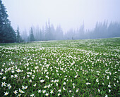 Avalanche lily (Erythronium Montanum) Hurricane Ridge, Olympic Mountains, Olympic National Park, Washington, USA.