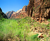 Zion Canyon from Weeping Rock. Zion National Park. Utah. USA