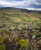 Copper Basin. Jarbidge Mountains. Elko County. Nevada, USA