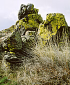 Lichens (Lepraria) on basalt rock. Malheur National Wildlife Refuge. Eastern Oregon. USA