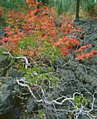 Vine maple (Hacer Circinatum) and Manzanita (Arctostaphylos). Belknap Crater Lava Flow. Willamette National Forest. Oregon. USA