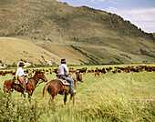 Cowboys on cattle roundup. Yp Ranch. Elko County. Nevada. USA.