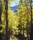 Aspen trees (Populus tremuloides) below Wheeler Peak in autumn, Great Basin National Park. White Pine County, Nevada. USA