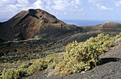 Sorrel (Rumex lunaria) in front of Teneguia volcano. La Palma. Canary Islands. Spain