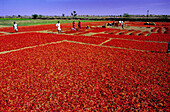 Chilli plantation. Rajasthan. India