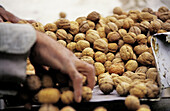Selecting walnuts. La Rioja province. Argentina