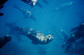 Fur Seals playing underwater. Valdés Peninsula. Chubut province. Argentina