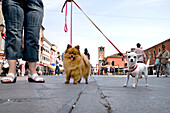 Dogs ona main Street, Corso del Popolo, Chioggia, Venice, Laguna, Veneto, Italy