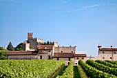 Vineyard, Castle, Soave, Veneto, Italy