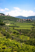 Vineyard, Torbe, Valpolicella, Veneto, Italy