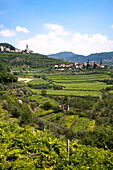 Weinberge, Torbe, Valpolicella, Venetien, Italien