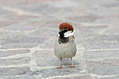House Sparrow, male, Passer domesticus italiae, Italy
