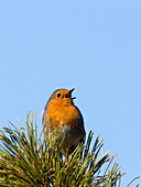 Rotkehlchen singt, Erithacus rubecula, Deutschland