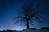 Oak tree in winter against starry sky, Upper Bavaria, Bavaria, Germany