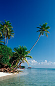Beach with Palm Trees, Maldives, Indian Ocean, Medhufushi, Meemu Atoll