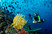 Taucher und gelber Federstern und Rotzahn-Drueckerfische, Odonus niger, Malediven, Indischer Ozean, Meemu Atoll