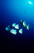 Langflossen-Fledermausfische und Taucher, Platax Teira, Malediven, Indischer Ozean, Meemu Atoll