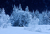 Weitmoos mit verschneitem Winterwald, Ammergauer Alpen bei Ettal, Oberbayern, Bayern, Deutschland
