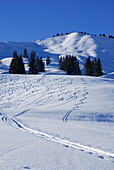 slopes with powder snow and ski tracks beneath Bleicherhorn, Allgaeu range, Allgaeu, Schwabia, Bavaria, Germany