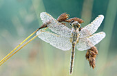 Dew covered dragonfly on sedge stem waiting for morning sun to become active