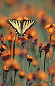 Canadian tiger swallowtail (Pterourus glaucus canadensis)