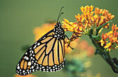 Monarch Butterfly (Danaus plexippus) on orange butterflyweed