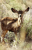 Mule Deer (Odocoileus hemionus) with characteristic large ears. Zion National Park. Utah, USA