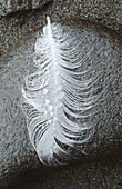 Pacific feather. Bandon beach. Southern Oregon Coast. USA
