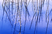 Dead trees reflected in pond. Ontario. Canada