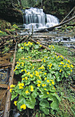 Marsh mariglods with Wagner falls in Michigan s Upper Peninsula. Michigan. USA