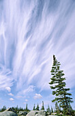 Spruce trees with cirrus cloud formations. Churchill. Manitoba. Canada