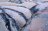 Hudson bay coastline. Weathered precambrian rocks with lichen communities. Churchill. Manitoba. Canada