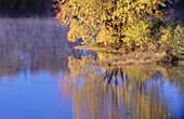 Maple tree in autumn foliage on small island in Vermillion river. Naughton. Ontario. Canada 