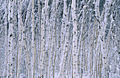 White birch (Betula papyrifera) with fresh snow. Walden. Ontario. Canada 