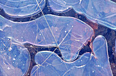 Ice patterns: leaves ang grasses trapped in puddle ice with patterns and blue sky reflection. Sudbury. Ontario, Canada