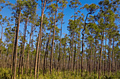 Pine flatwoods forest- Long Pine Key. Everglades NP, FL, USA