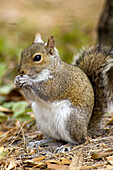 Southern grey squirrel (Sciurus carolinensis) foraging in oak woodland. Hillsborough R SP, FL, USA