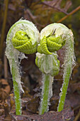 Interrupted fern (Osmunda claytoniana), emerging fiddleheads. Lively, ON, Canada