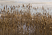 Cattails and early winter ice at sunset. Lively. Ontario. Canada.