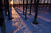 Aspen grove at sunset in late winter. Sudbury. Ontario. Canada.