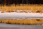 Remant snow and marsh grasses reflected in open water of Robinson Creek. Sudbury. Ontario, Canada