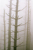 Dead pine trees in fog at Clingman’s Dome, Southern Appalachian mountain scenic. Great Smoky Mountains NP, TN, USA