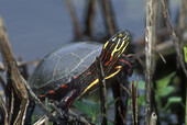 Painted turtle (Chrysemys picta) sunning on vegetation island in cattail marsh. Point Pelee NP. Ontario. Canada.