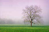 Solitary maple and fog in pasture at Cades Cove. Great Smoky Mountains NP. Tennessee. USA.